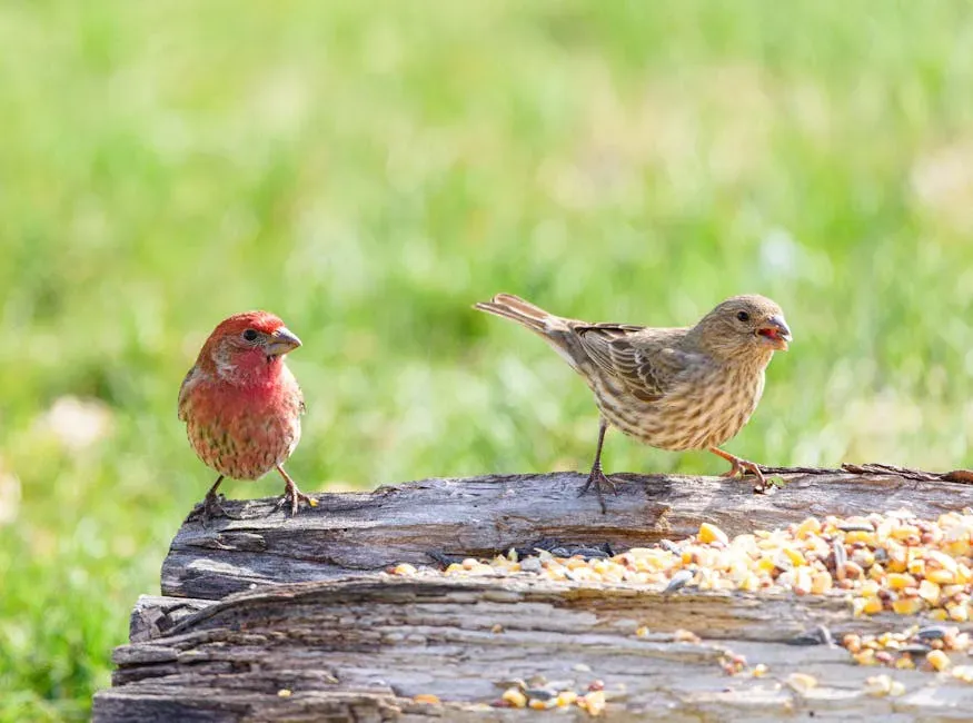 #6 Bright Colors Come From What They Eat (Image Credits: Pexels)