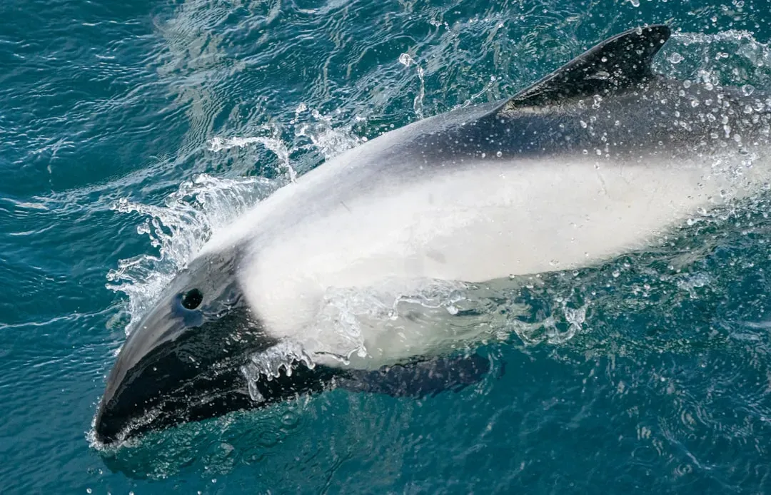 2. Mila: Beluga Whale's Underwater Lifeline (Image Credits: Unsplash)