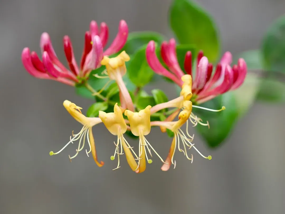 #8 - Coral Honeysuckle (Lonicera sempervirens): The Vine That Keeps Giving All Season (Image Credits: Unsplash)