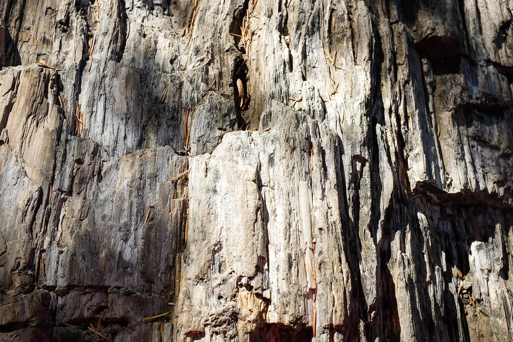 A Paleontologist's Treasure Trove (qrush, Flickr, CC BY-SA 2.0)