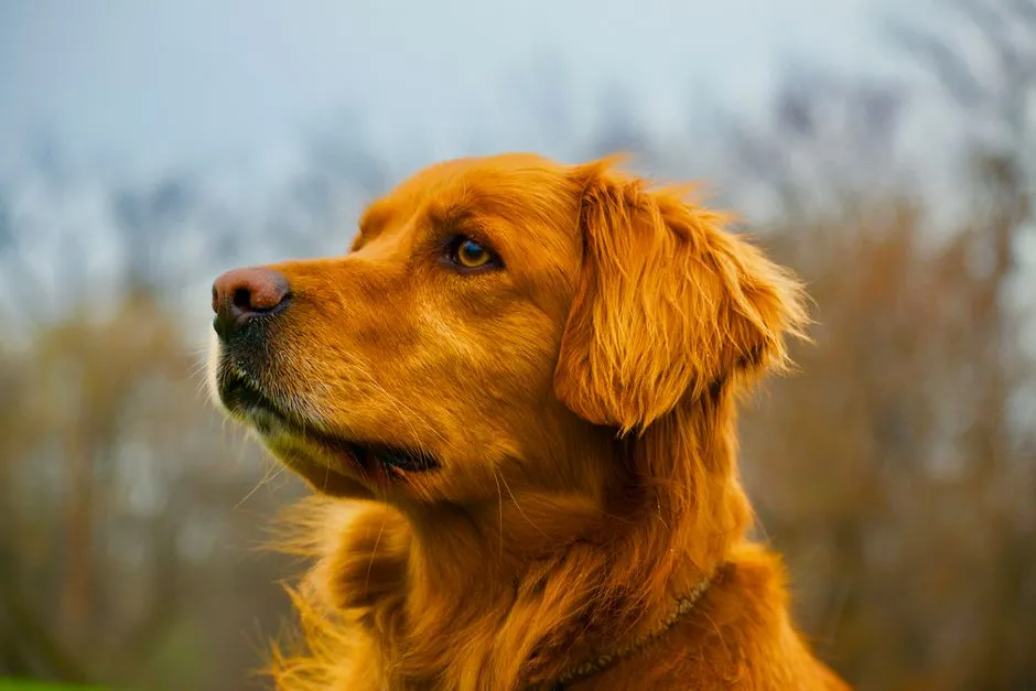 7. Libra and the Golden Retriever (Image Credits: Pexels)