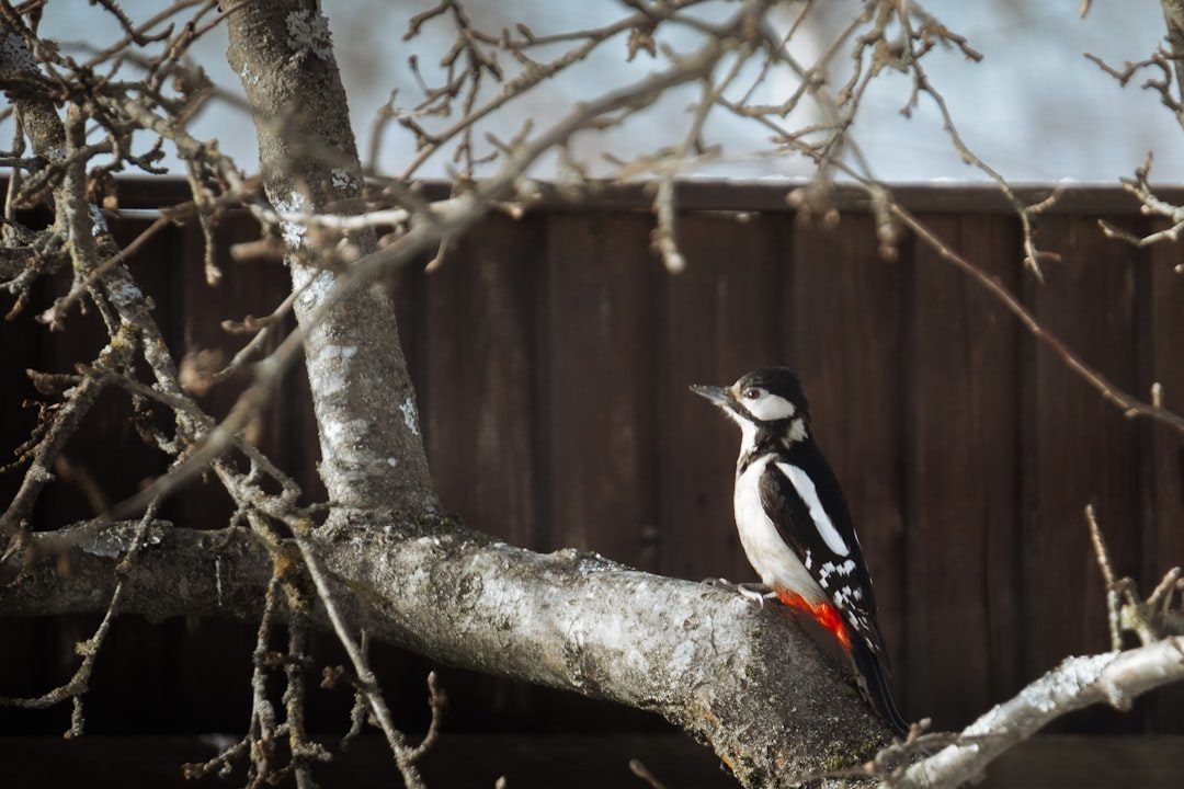 The Woodpecker (June 21 - July 22) (Image Credits: Unsplash)