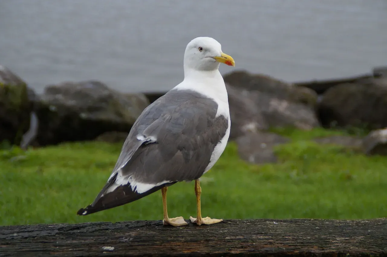 The Skua: Professional Bully That Steals Vomit (Image Credits: Pixabay)