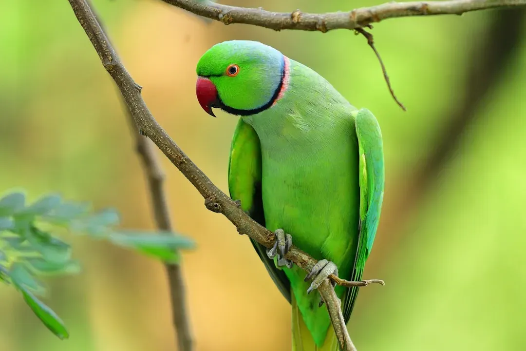 #4 - Parrots (Image Credits: Unsplash)