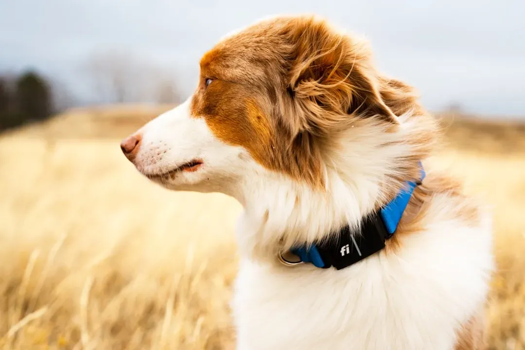 Australian Shepherd: The Hyperactive Herder (Image Credits: Unsplash)