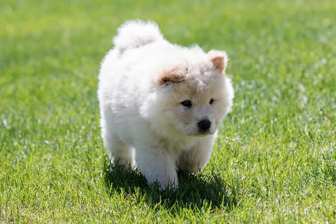 #12 - Chow Chow (Image Credits: Pixabay)