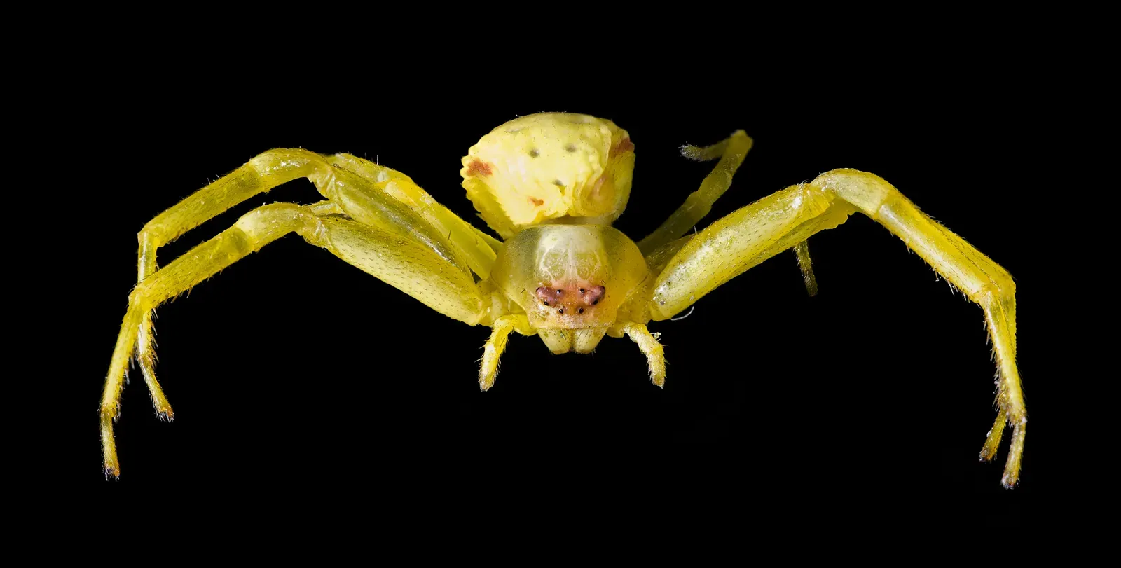 9. Goldenrod Crab Spiders Change Between White and Yellow Over Days (Image Credits: Wikimedia)