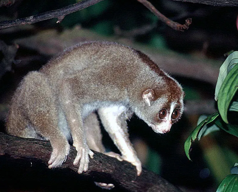 Libra: The Slow Loris (Image Credits: Wikimedia)
