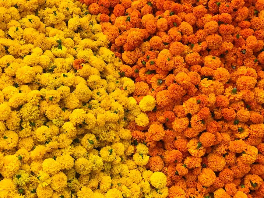 #2 Marigolds (Image Credits: Pexels)