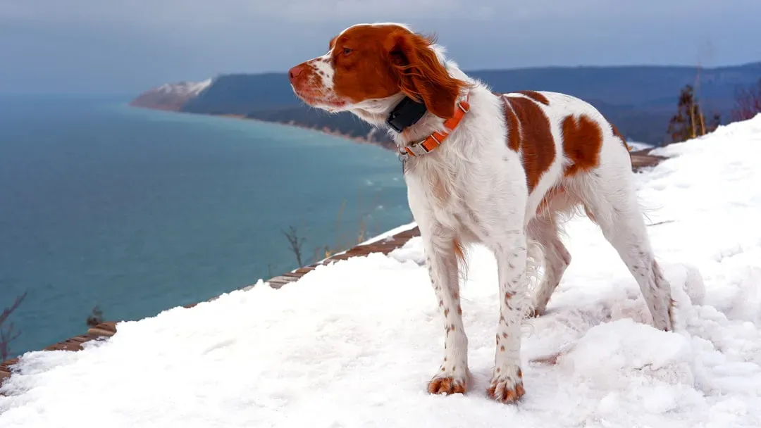 Essential Winter Tips for Visiting Parks with Your Pup (Image Credits: Unsplash)