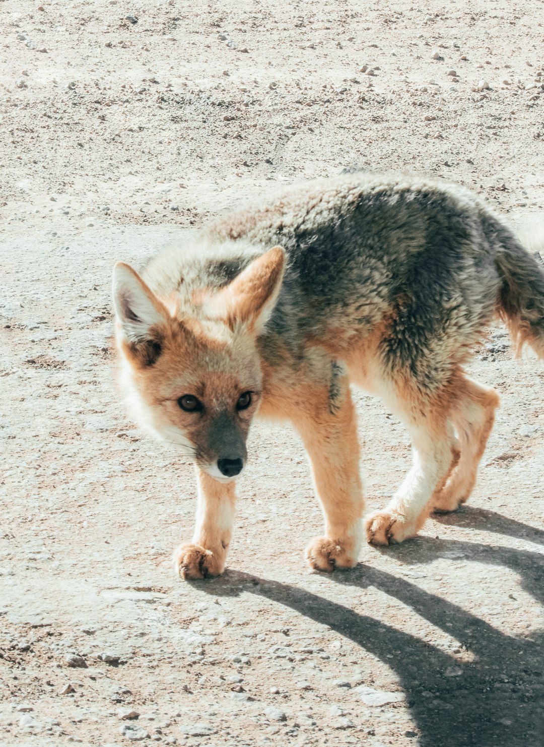 Navajo People and the Protective Coyote (Image Credits: Unsplash)