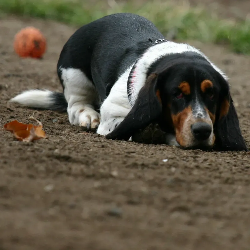 Aries and the Stubborn Basset Hound (Image Credits: Flickr)