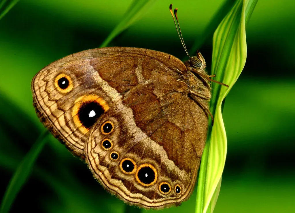 It All Starts With Evolution and Deep Time (Image Credits: Flickr)