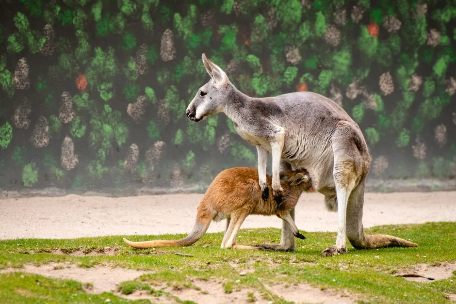 Kangaroo: The Bizarre Hopper (Image Credits: Pexels)