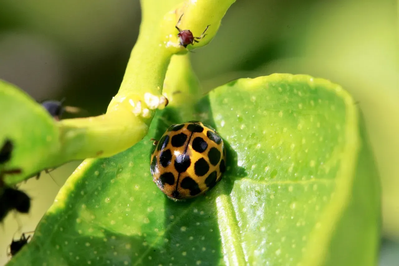 Ladybugs: The Garden's Most Beloved Predator (Image Credits: Pixabay)