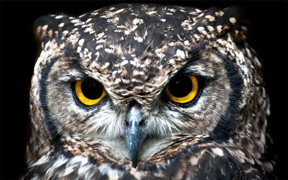 Sagittarius (November 22 &ndash; December 21): The Owl (Image Credits: Pexels)