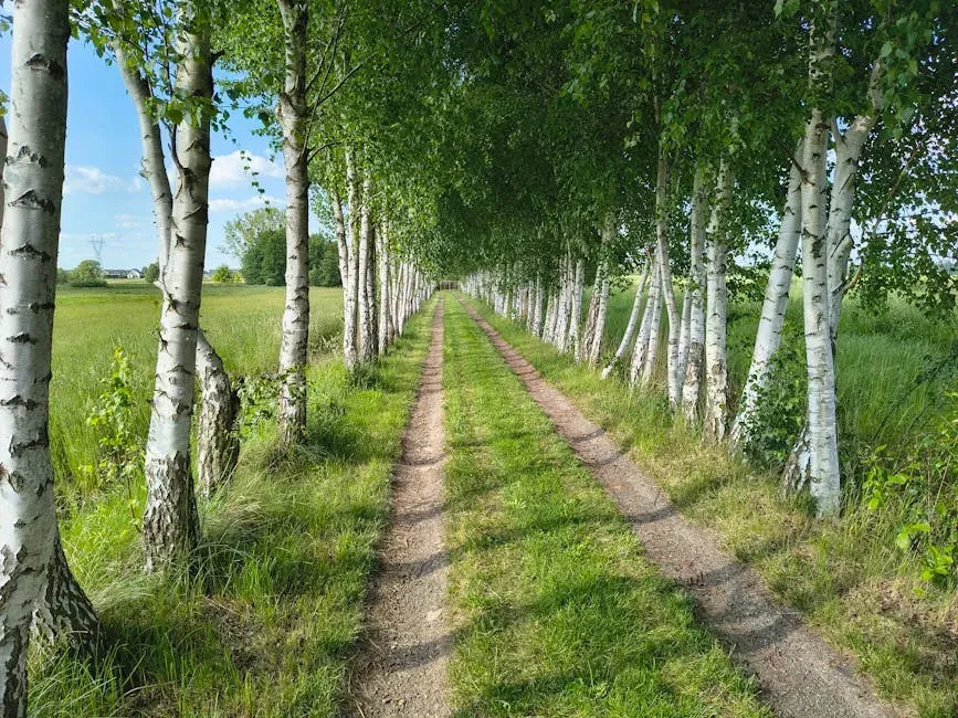 #10: Think About Spacing and Long-Term Landscape Design (Image Credits: Pexels)
