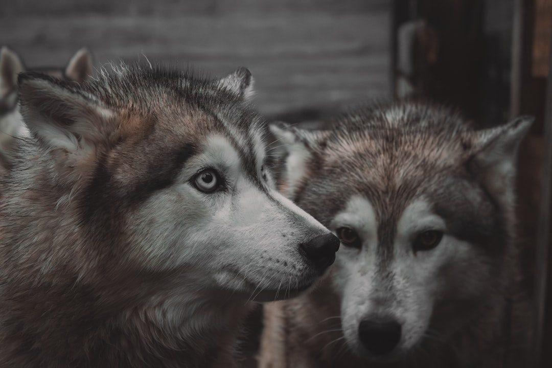 They Live in Tight-Knit Family Groups (Image Credits: Unsplash)