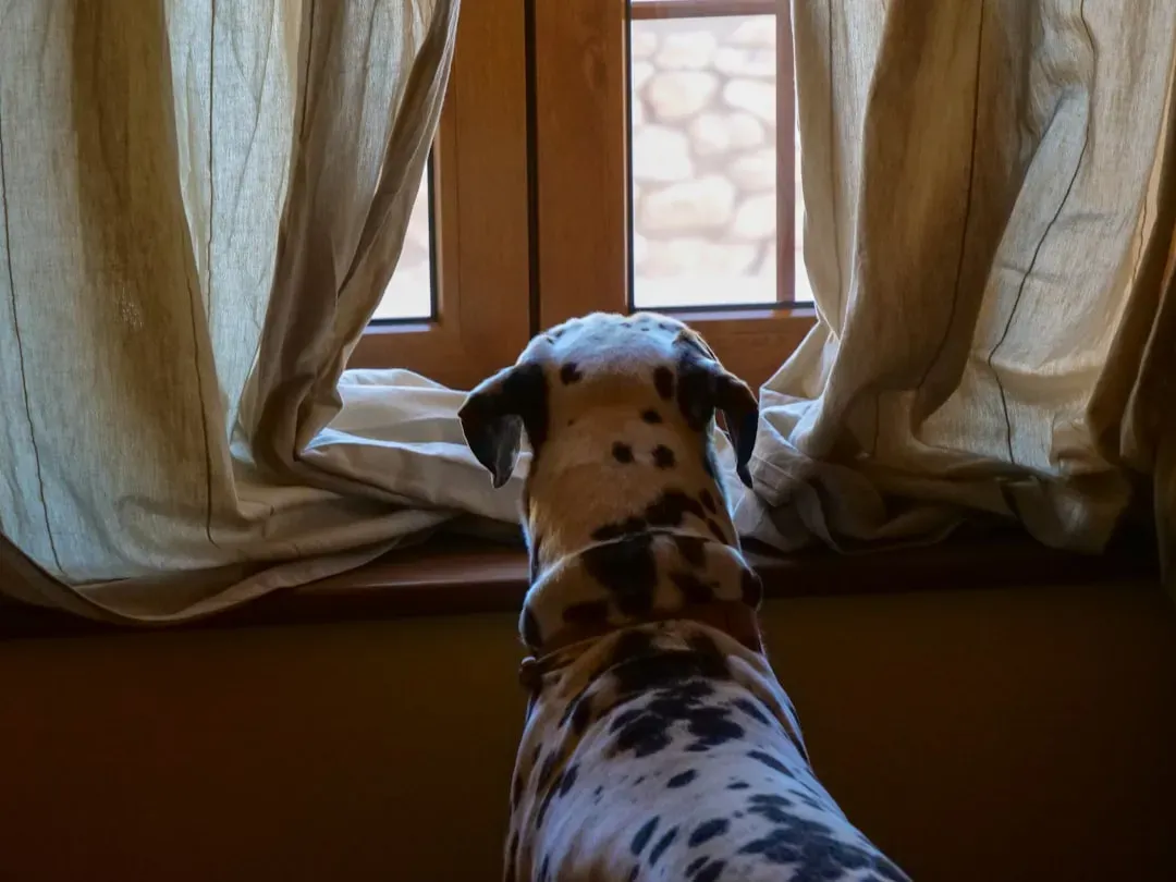 2. Separation Sparks Real Anxiety (Image Credits: Unsplash)