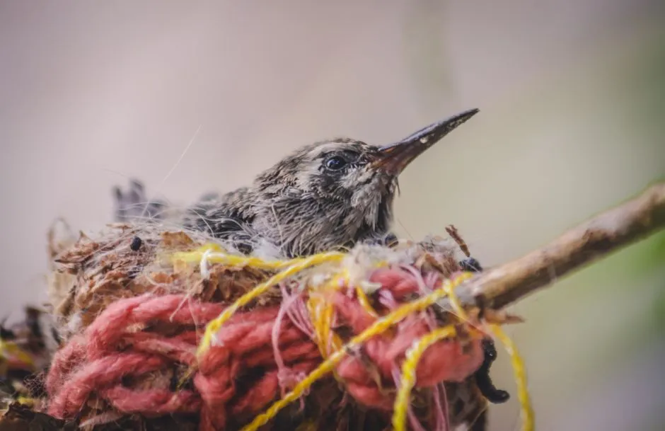#16 - Building Expanding Nests Out of Stolen Spider Silk (Image Credits: Pexels)