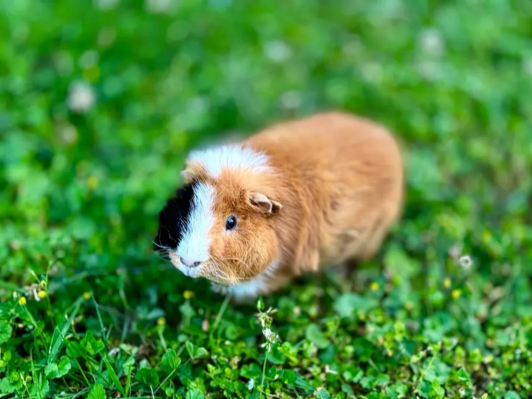 Guinea Pigs: Five Thousand Years Too Late (Image Credits: Unsplash)