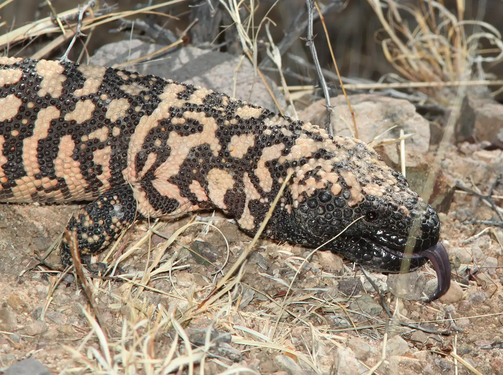 8. Gila Monster (Image Credits: Wikimedia)
