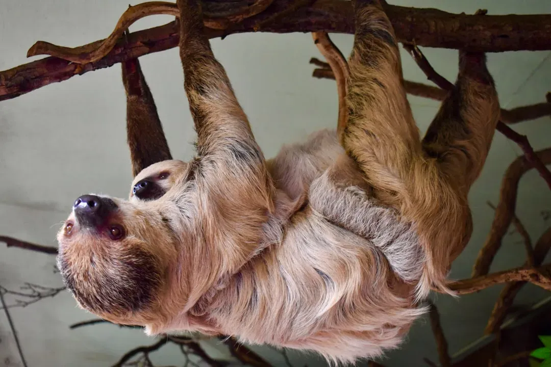 Sloth Bears Vacuum Termites in Seconds (Image Credits: Unsplash)