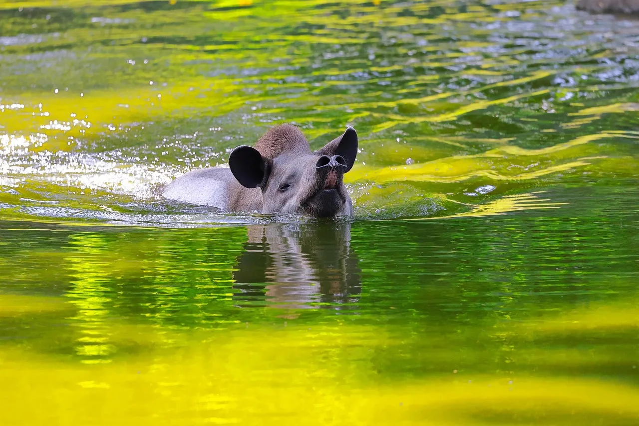 6. Excellent Swimmers and Divers (Image Credits: Pixabay)