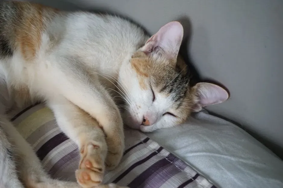 They Show Subtle Breathing Changes (Image Credits: Pexels)