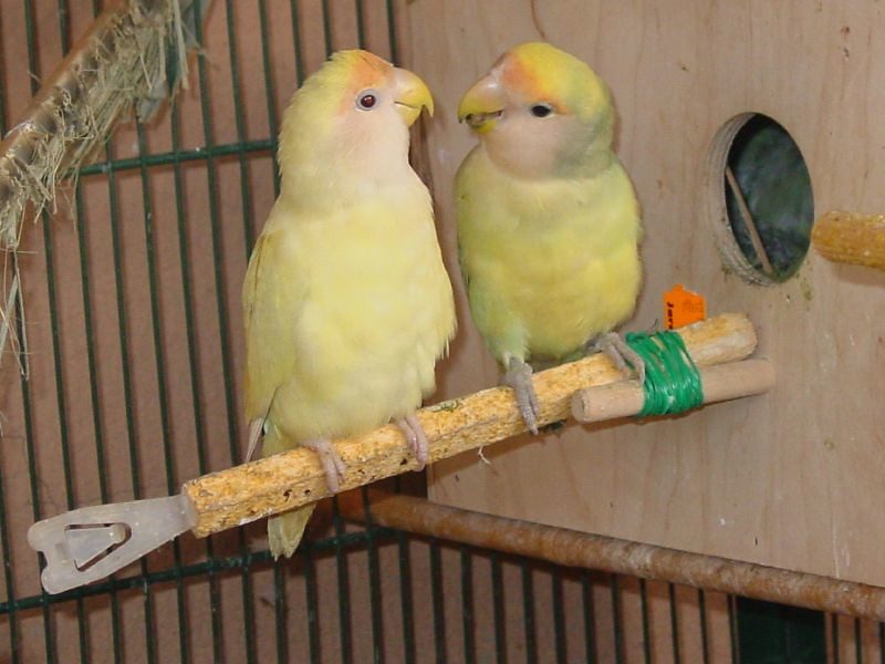 Libra: The Harmonious Lovebirds (Image Credits: Flickr)