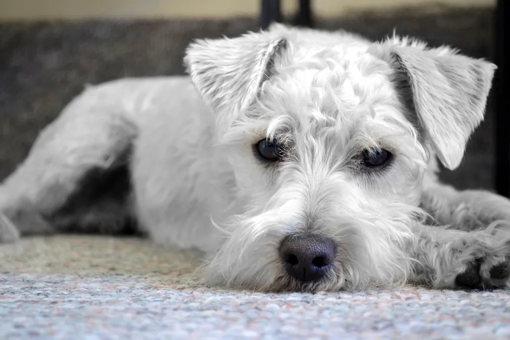 #14 - Dandie Dinmont Terrier: Proof That Cute Isn't Enough (Image Credits: Rawpixel)