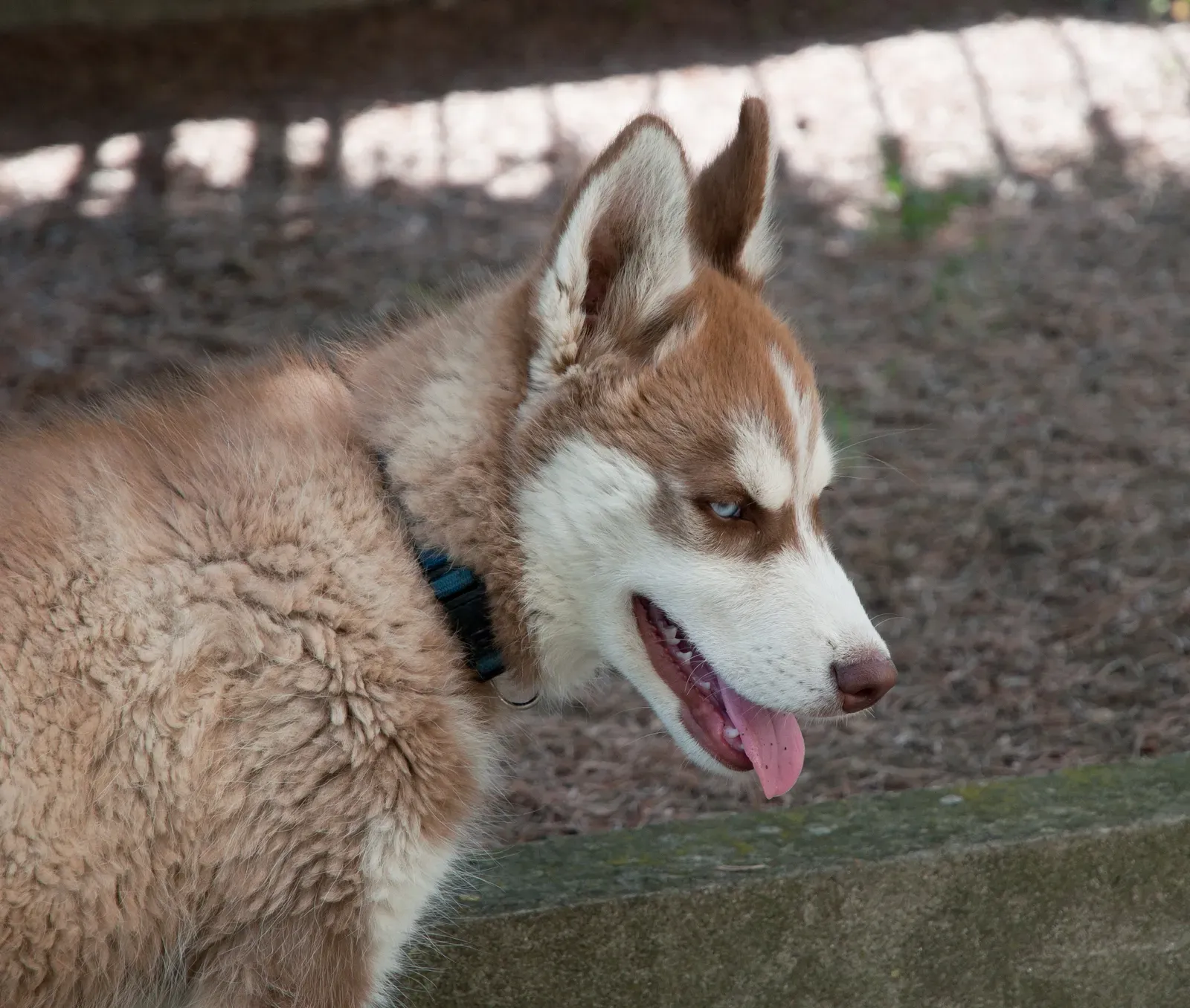 16. Siberian Husky: Beautiful but Risky (By MrPanyGoff, CC BY-SA 3.0)