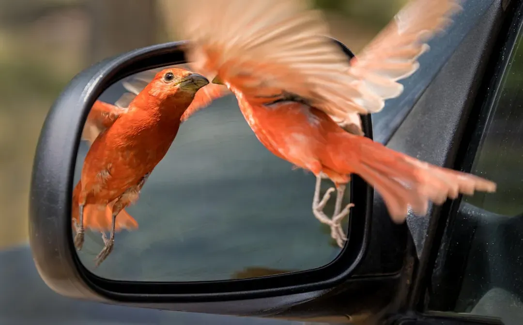 9. Make Your Windows Visible to Birds (Image Credits: Unsplash)