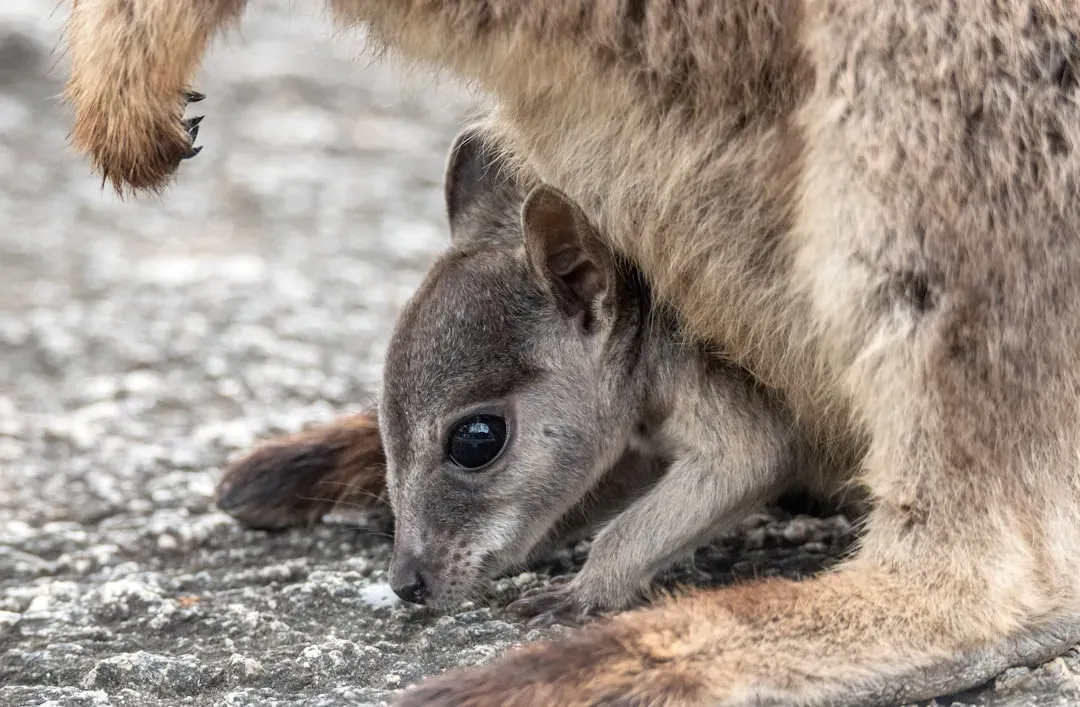They Reproduce Quickly Despite a Short Lifespan (Image Credits: Unsplash)