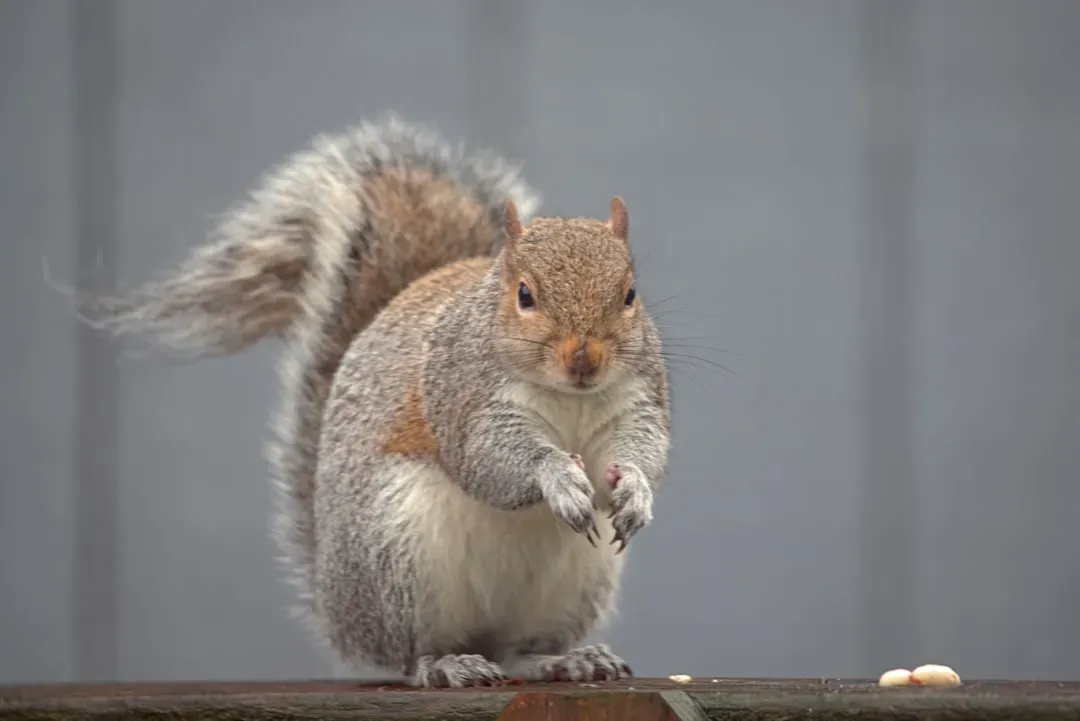 Their Tails Are a Sophisticated Communication Tool (Image Credits: Unsplash)