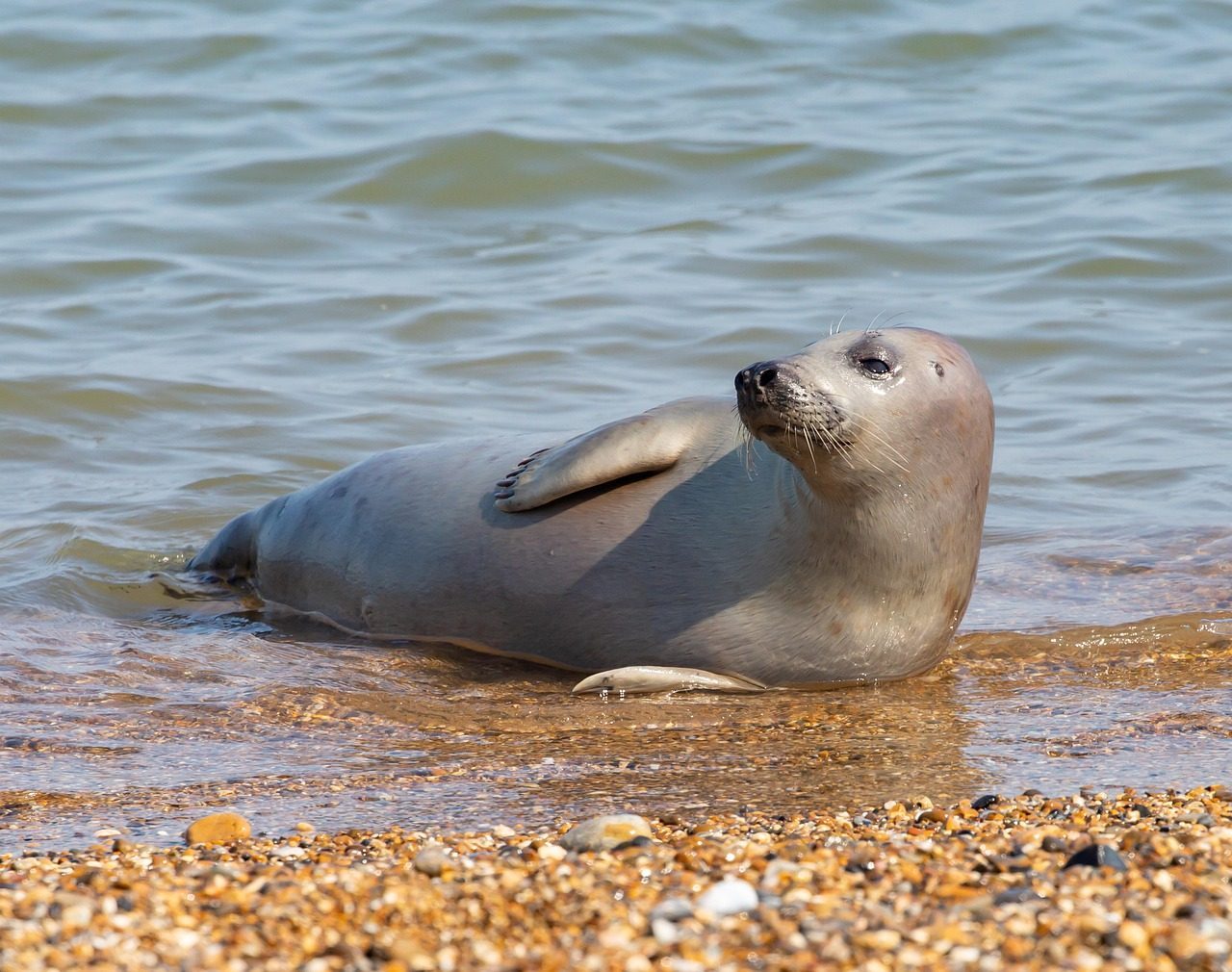 Hawaiian Monk Seal: Island Sentinels (Image Credits: Pixabay)