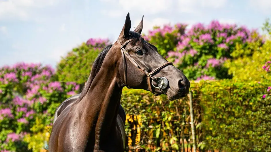 #2 &ndash; Trakehner: The Breed That Reads You Before You Read It (Image Credits: Pexels)