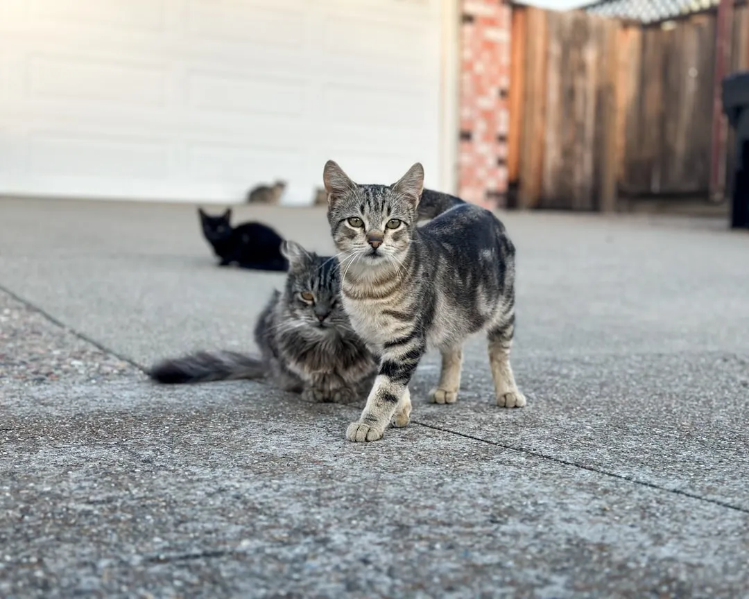 Conclusion: Tiny Bodyguards With Giant Hearts (Image Credits: Unsplash)
