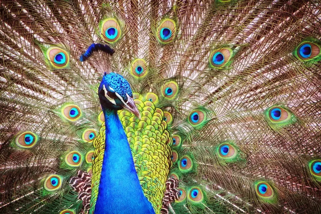 Leo: The Peacock - Ego-Driven, Attention-Hungry, Domineering (Image Credits: Unsplash)