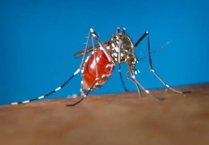 Mosquito Territories: The Bloodsucking Menace (Image Credits: Wikimedia)