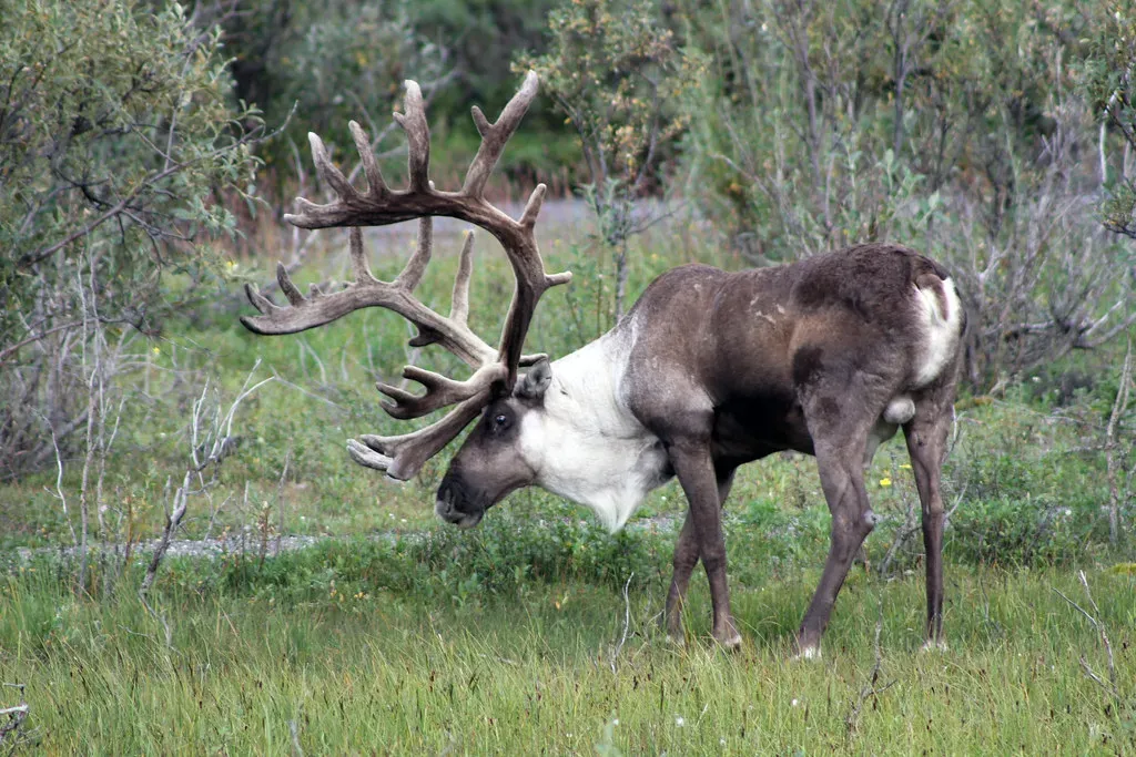 Denali National Park's Wild Caribou Experience (Image Credits: Flickr)