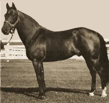 #3 - Standardbred (Gooreen collection, Public domain)