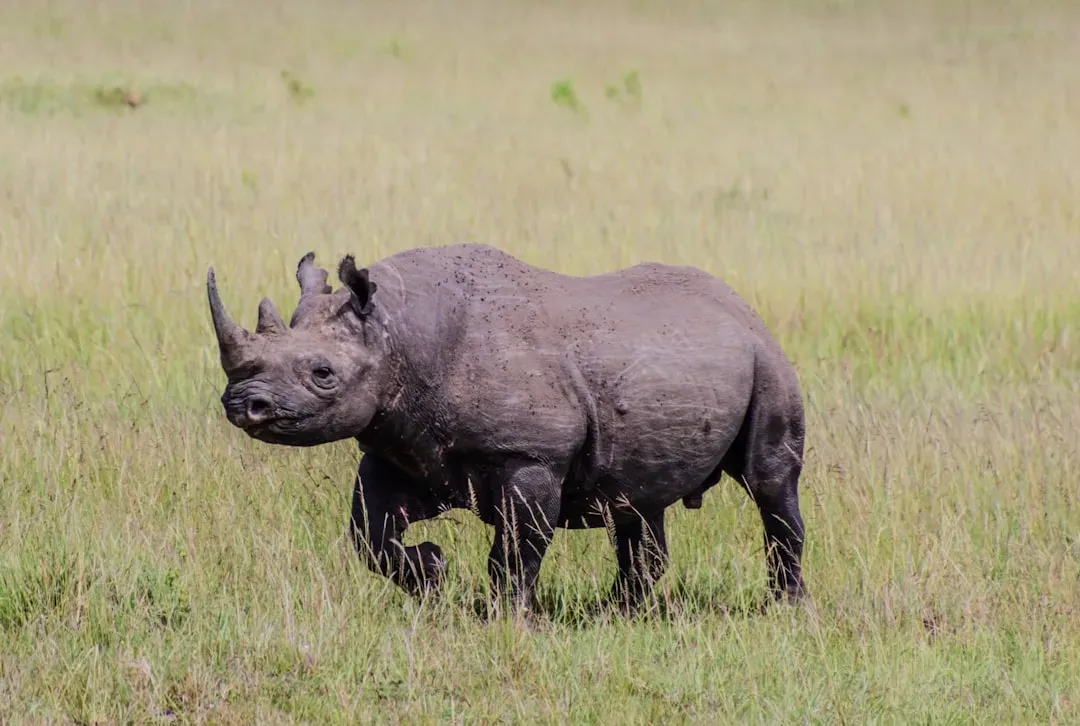 7. Black Rhinoceros (Image Credits: Unsplash)