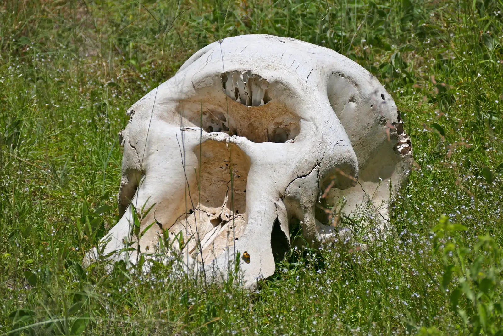 Cyclops: The One-Eyed Giants (Elephant Skull, CC BY-SA 2.0)