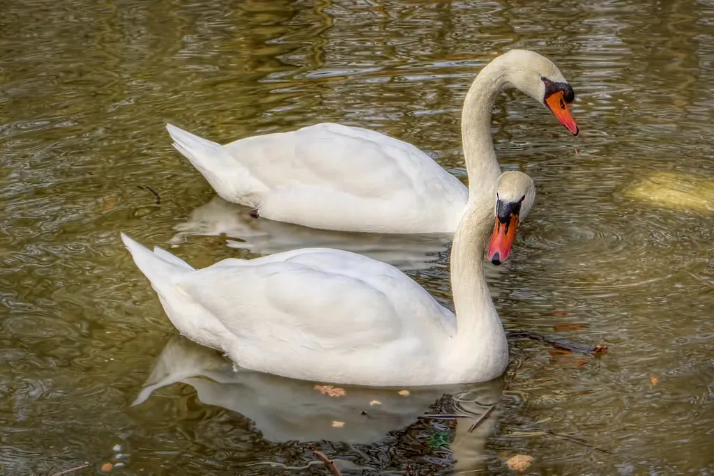 Swans: Symbols of Lifelong Devotion (Image Credits: Flickr)