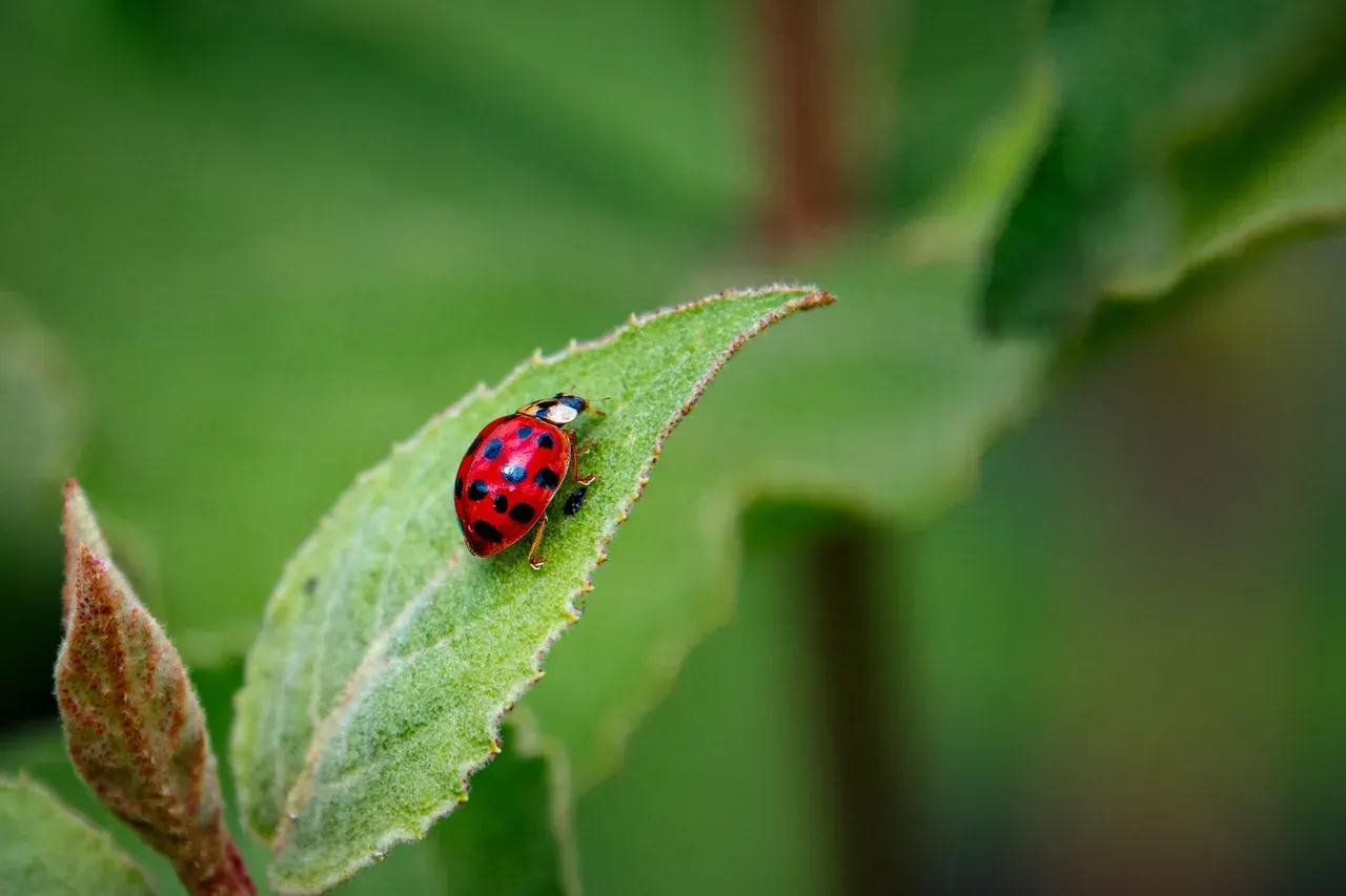 1. Technically, They're Lady Beetles, Not  (Image Credits: Pixabay)
