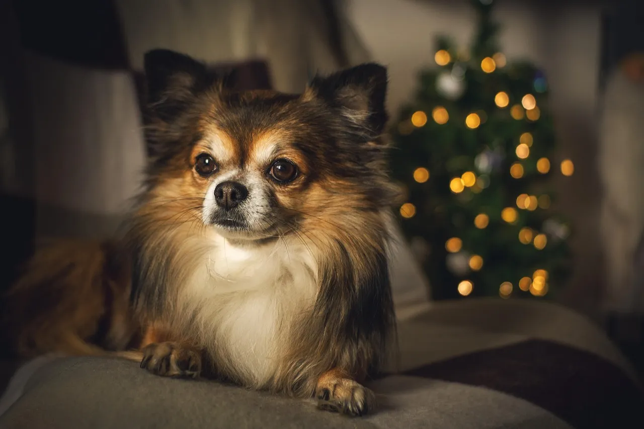 2. Shorter Days Can Disrupt Your Dog’s Internal Clock (Image Credits: Pixabay)