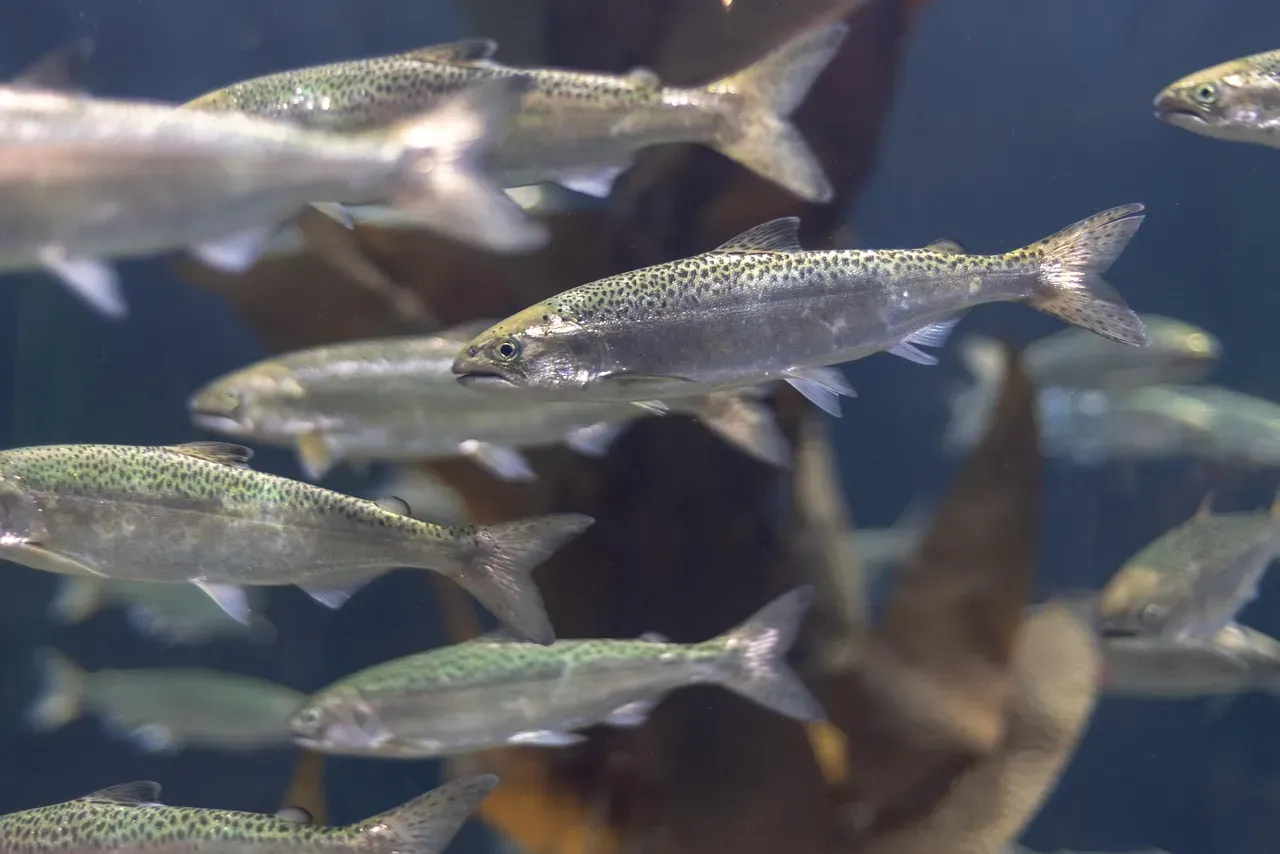 Life in the Open Ocean: Growth, Feeding, and Maturation (Image Credits: Pixabay)