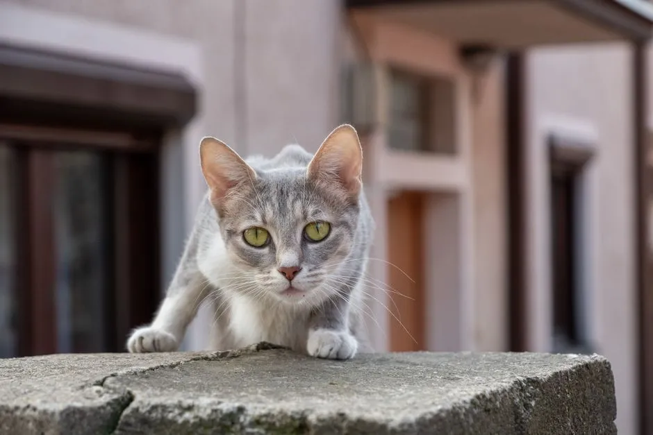 #16: They Start Staring at Walls or "Nothing" for Long Periods (Image Credits: Pexels)