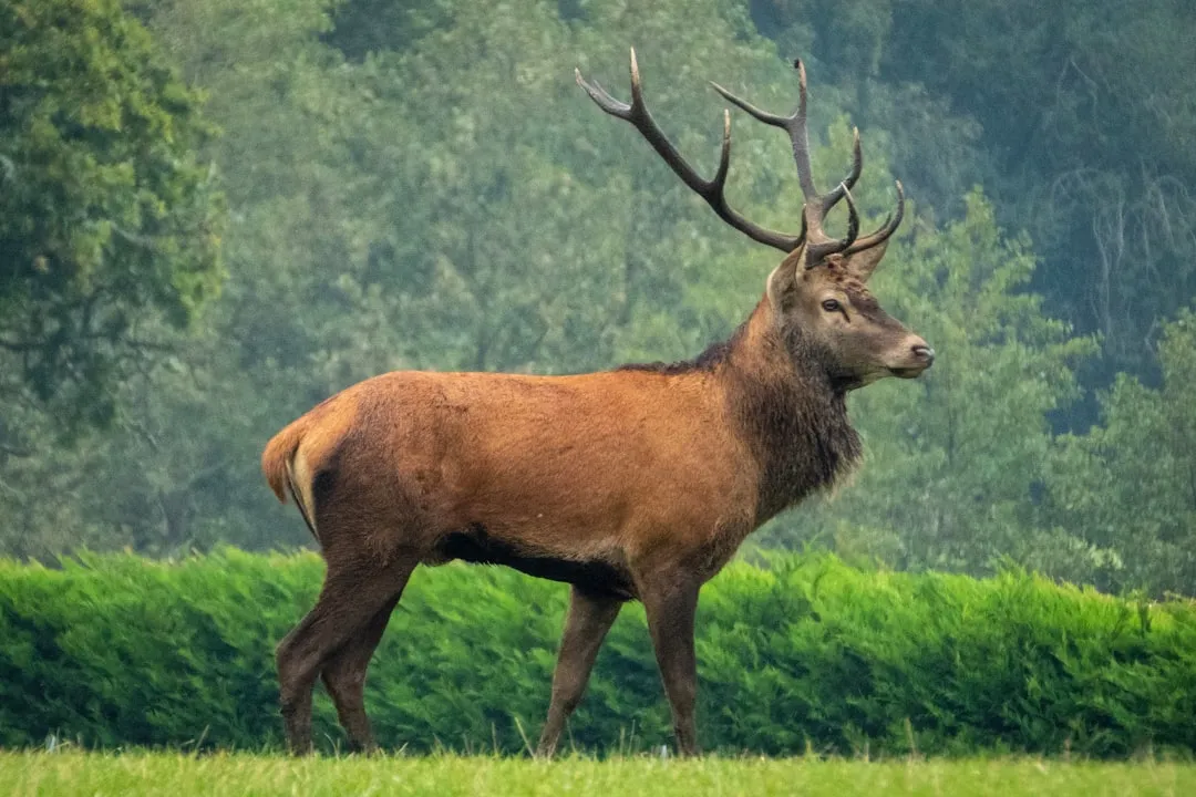 Human Encroachment: The Unseen Predator (Image Credits: Unsplash)